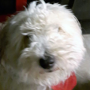 Meet your Posher, Emma